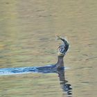 Kormoran mit fetter Beute