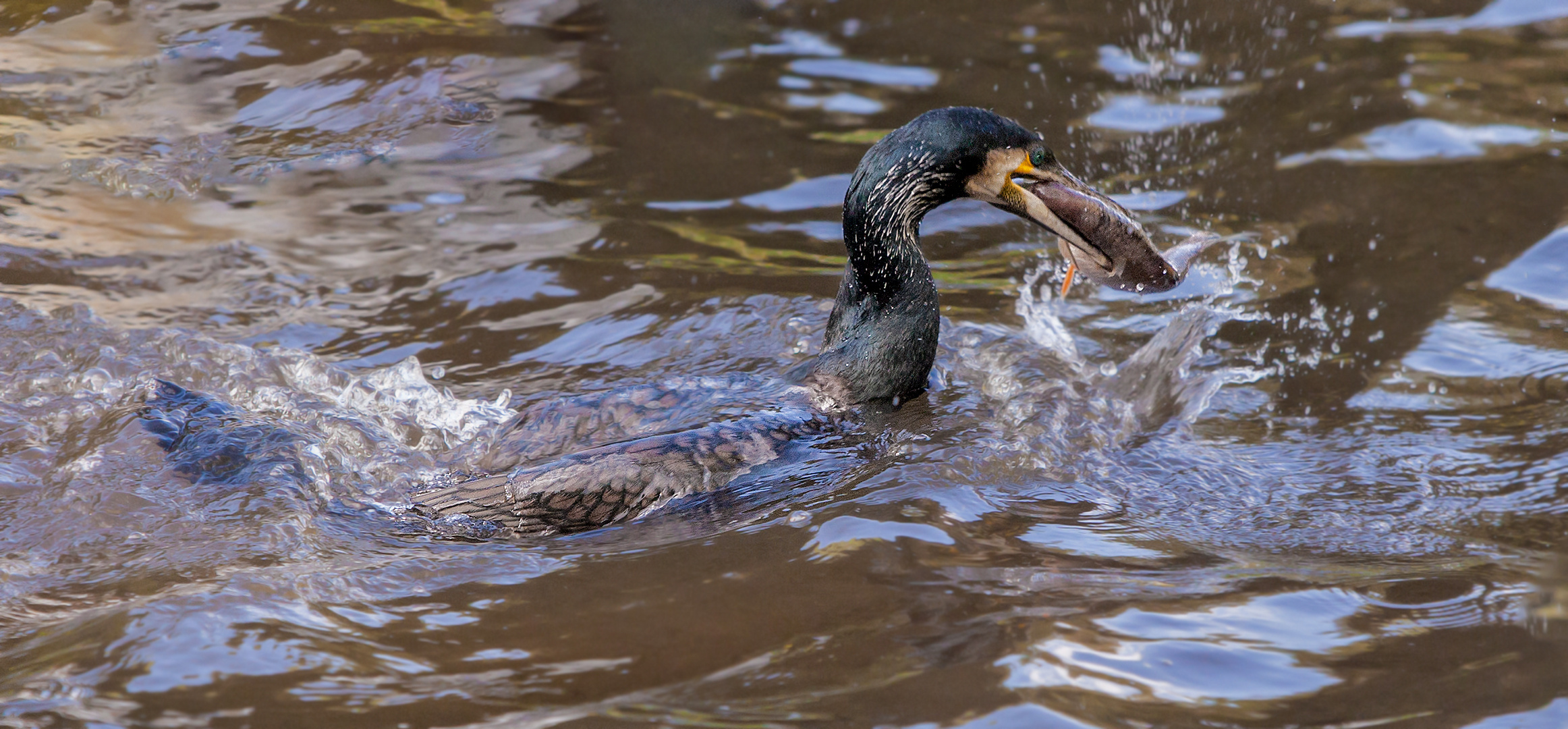 Kormoran mit Fisch 003