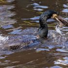 Kormoran mit Fisch 003