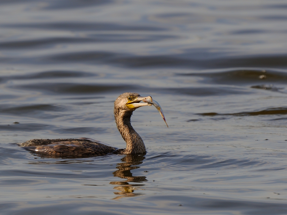 Kormoran mit Fisch