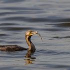 Kormoran mit Fisch