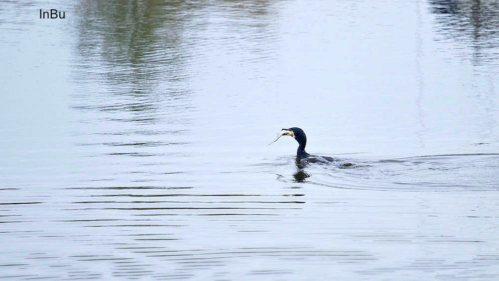 Kormoran mit Fisch