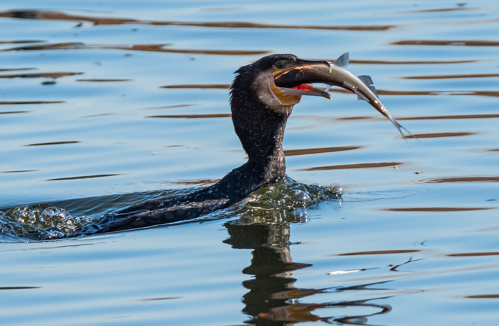 Kormoran mit Fisch