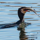 Kormoran mit Fisch