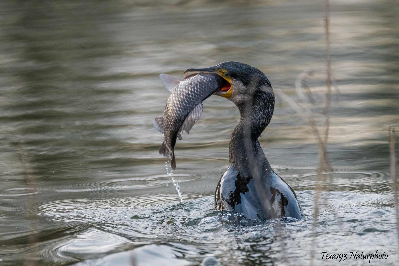 Kormoran mit Fisch