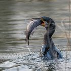 Kormoran mit Fisch