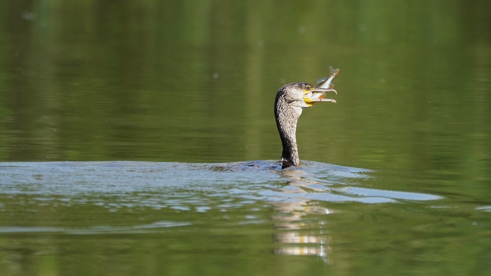 Kormoran mit Fisch