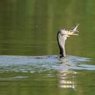 Kormoran mit Fisch