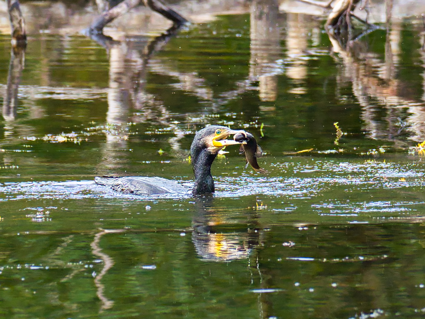 Kormoran mit Fisch