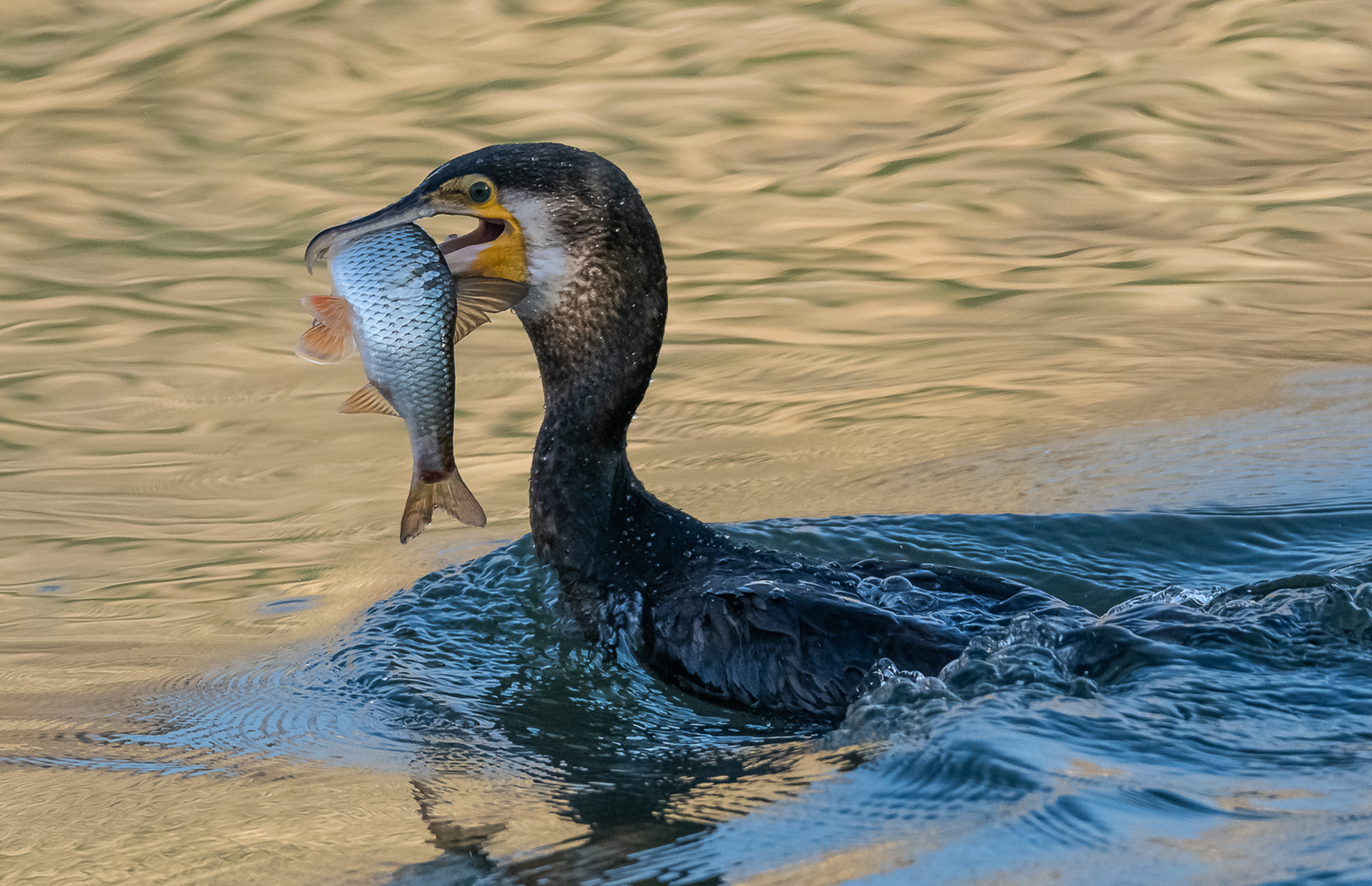 Kormoran mit Fisch