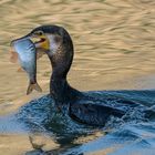 Kormoran mit Fisch