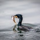 Kormoran mit Fisch