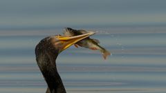 Kormoran mit frischem Fisch