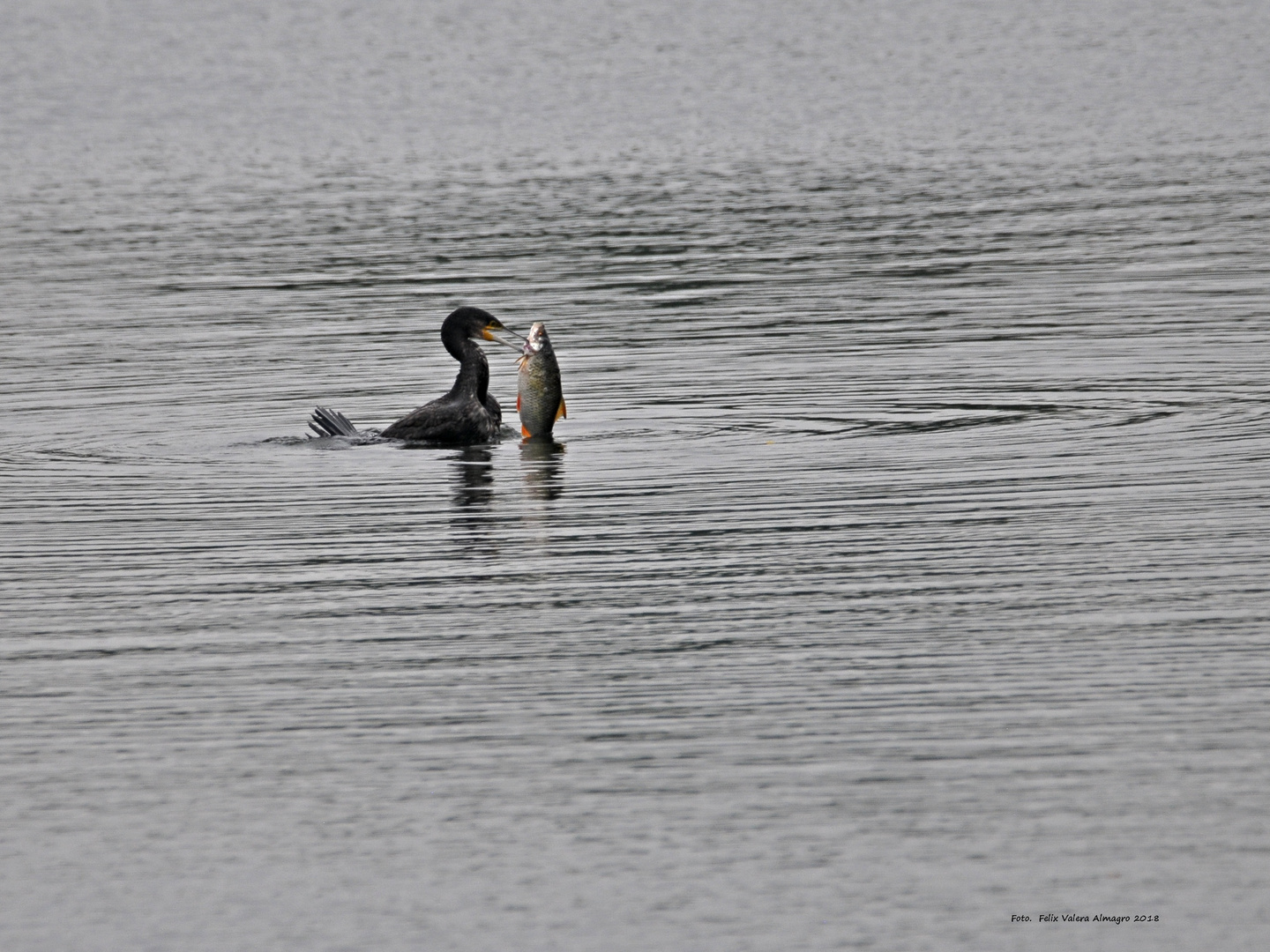 Kormoran mit großen Fisch 2