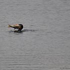 Kormoran mit großen Fisch