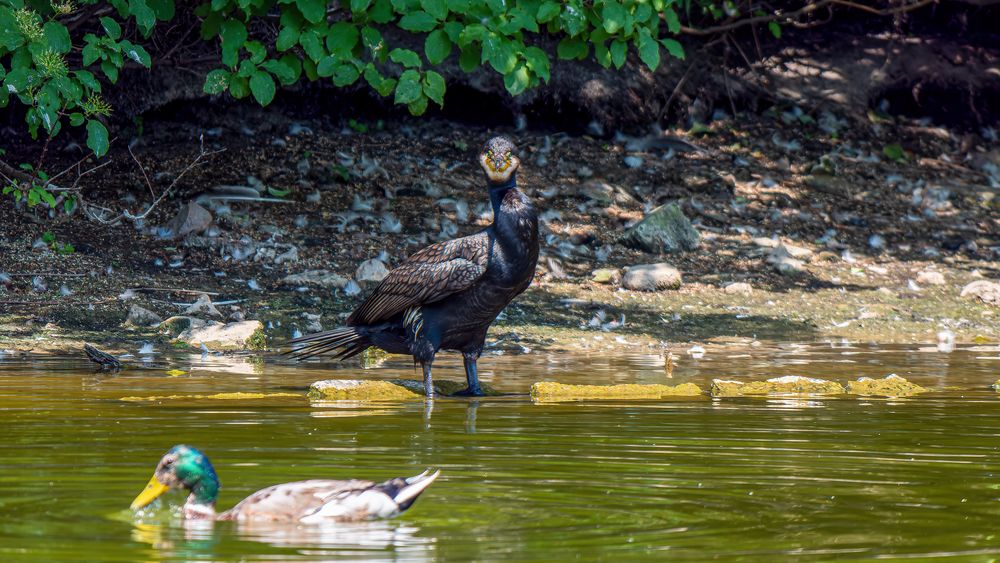 Kormoran mit grünen Augen