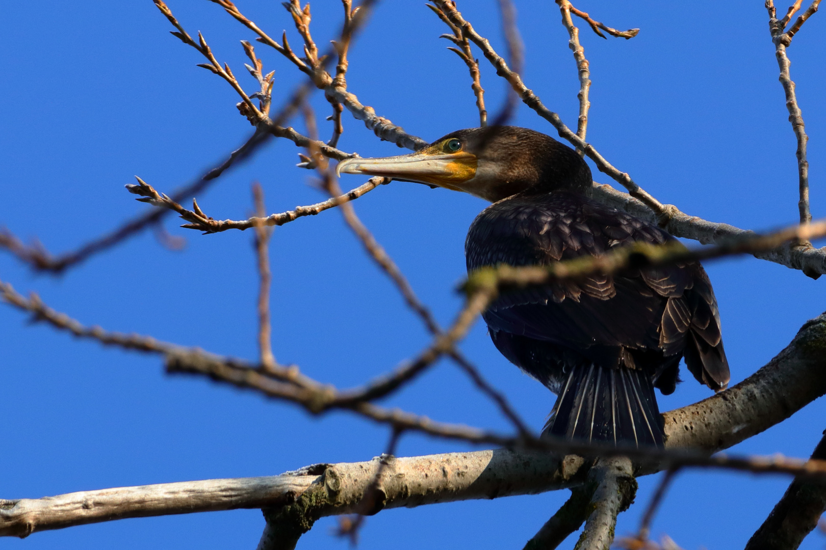 Kormoran  _mit guter Sicht auf den Fluß