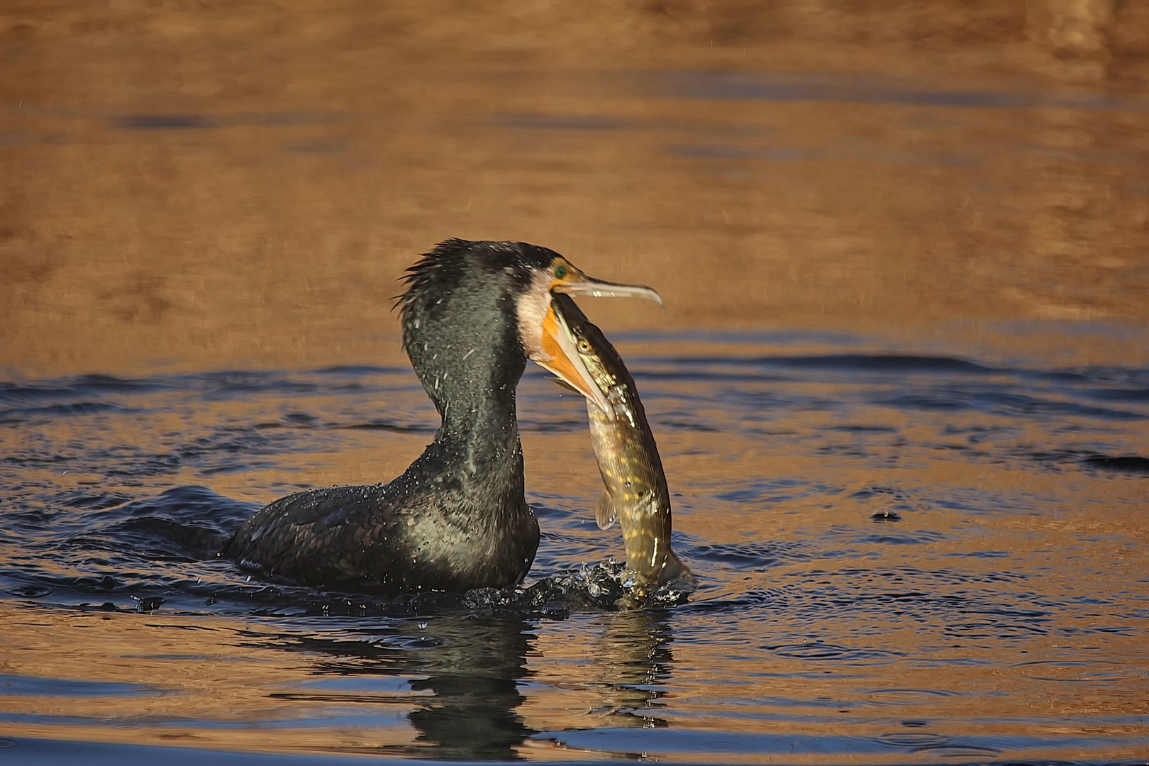 Kormoran mit Hecht 3