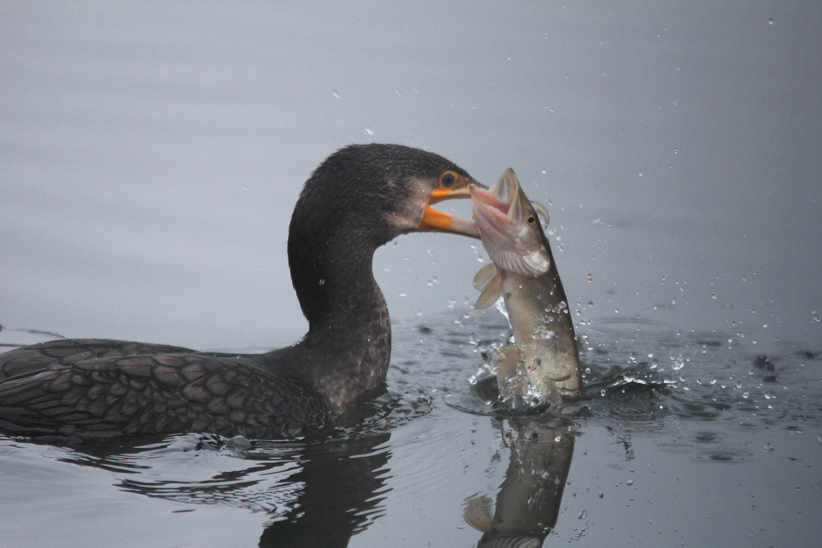 Kormoran mit Hecht