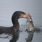 Kormoran mit Hecht