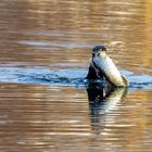 Kormoran mit Hecht im Schnabel