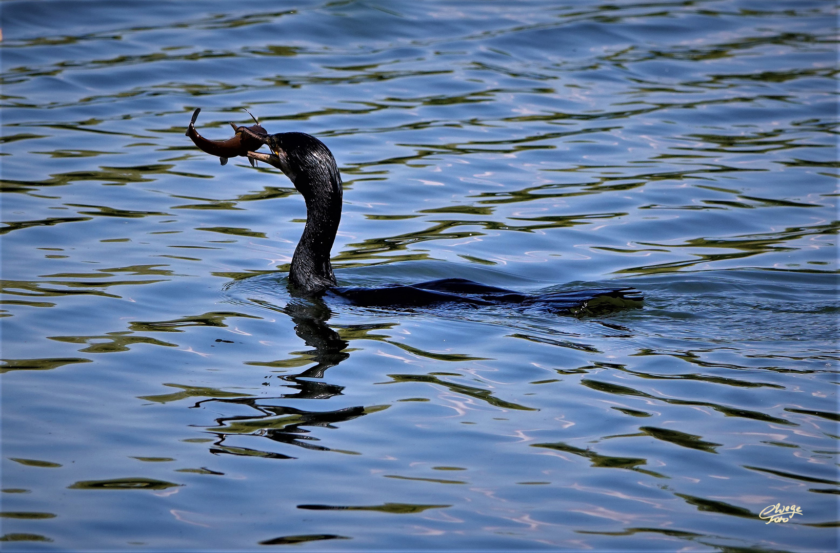 Kormoran mit jungem Wels