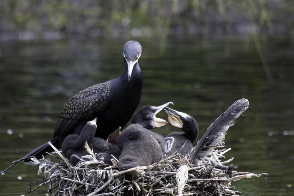 Kormoran mit Jungen