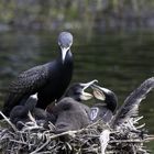 Kormoran mit Jungen