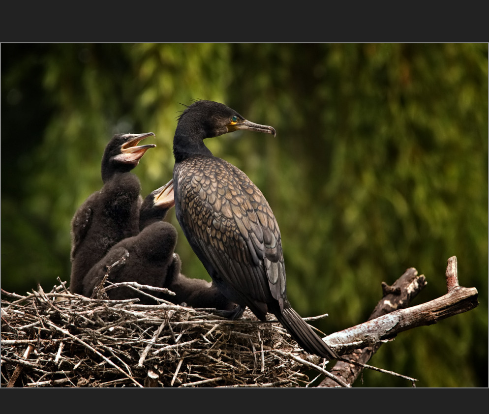 Kormoran mit Jungen