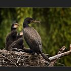 Kormoran mit Jungen