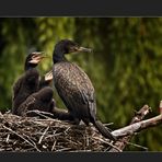 Kormoran mit Jungen