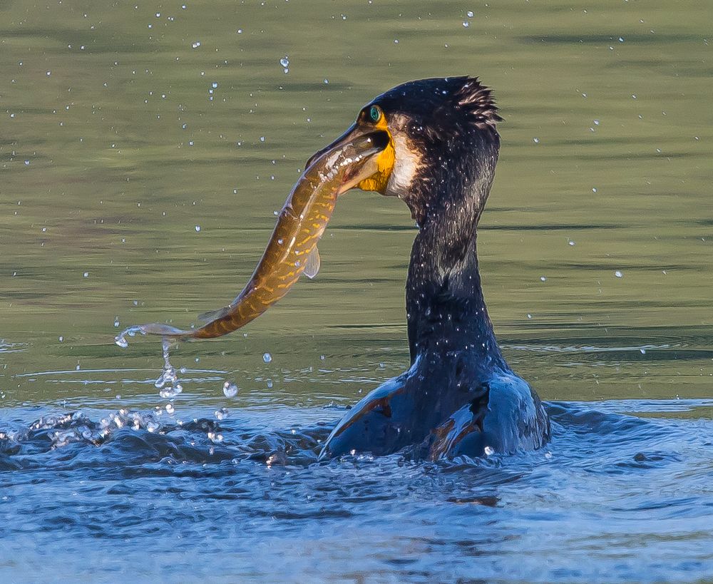 Kormoran mit Junghecht als Fang