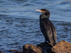 Kormoran mit Langeweile ... 