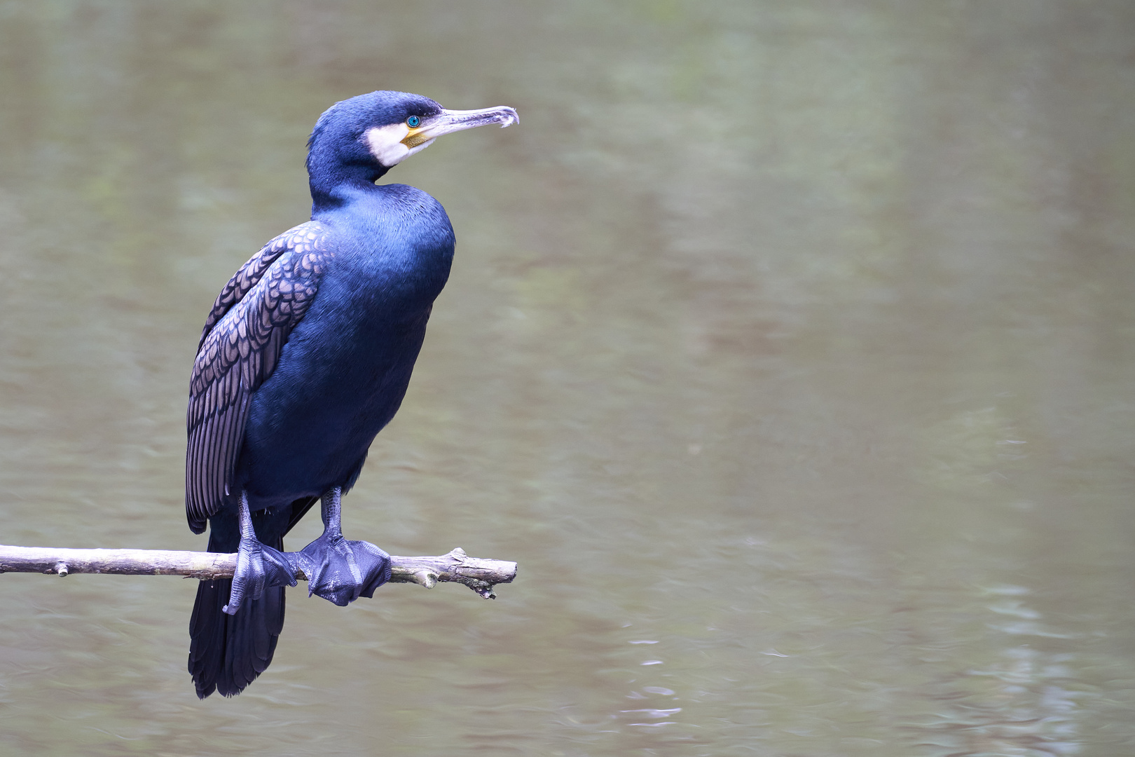 Kormoran mit Laser-Auge