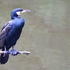 Kormoran mit Laser-Auge