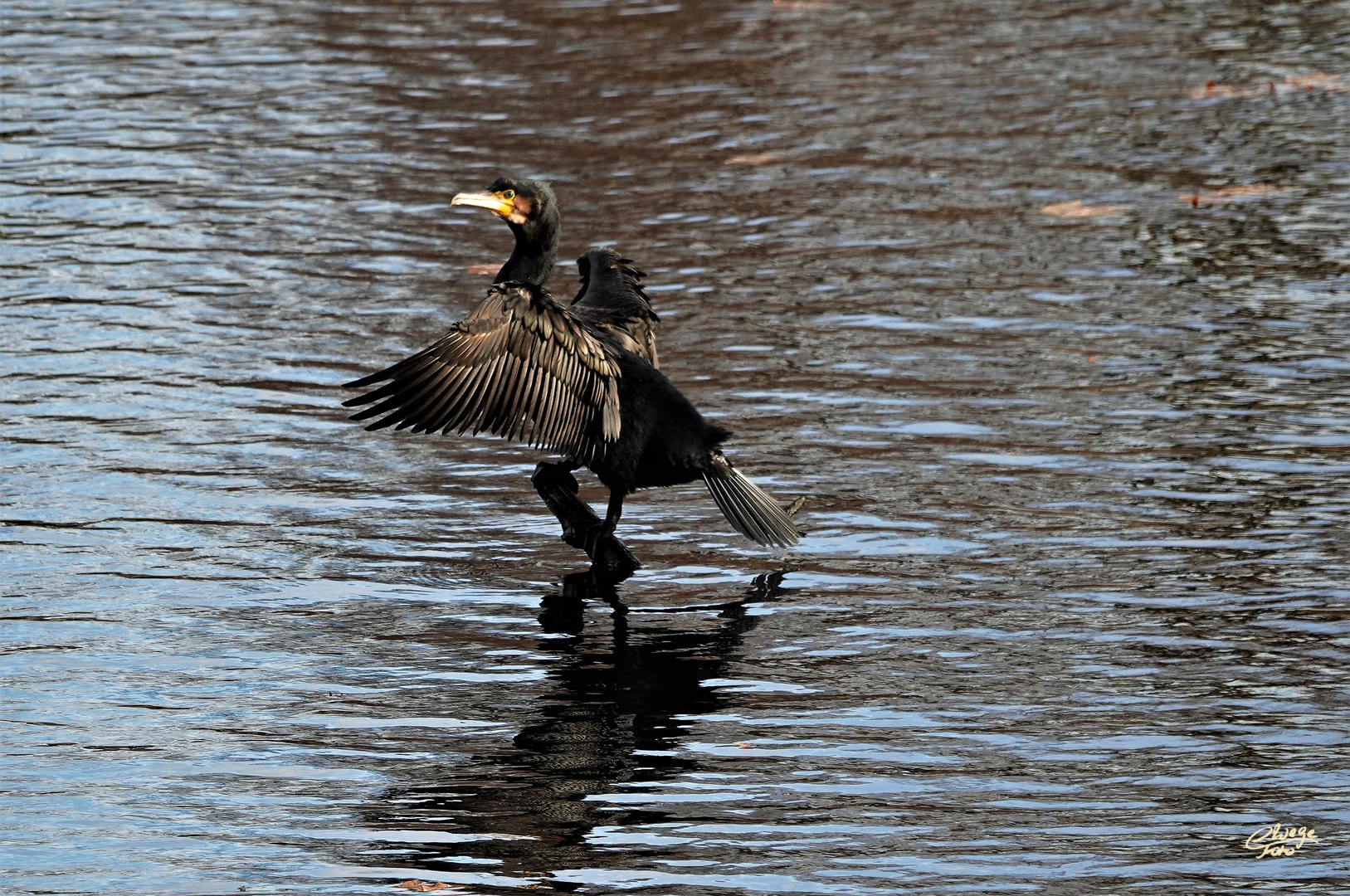 Kormoran mit leichter Spiegelung.