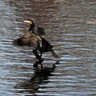 Kormoran mit leichter Spiegelung.