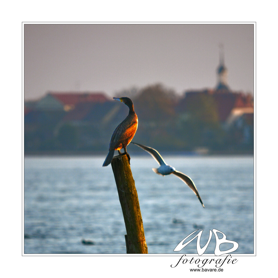 Kormoran mit Möve