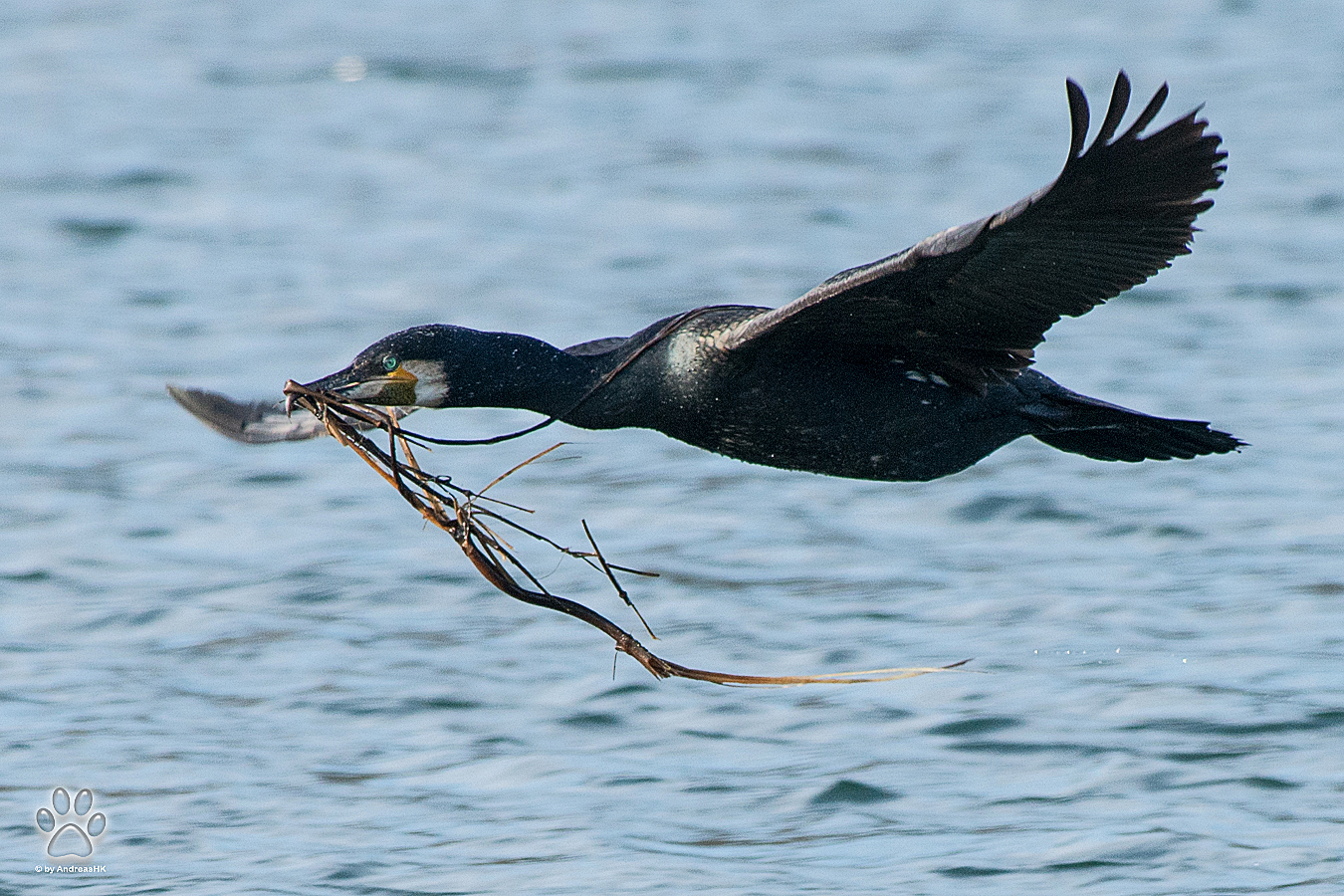 Kormoran mit Nistmaterial