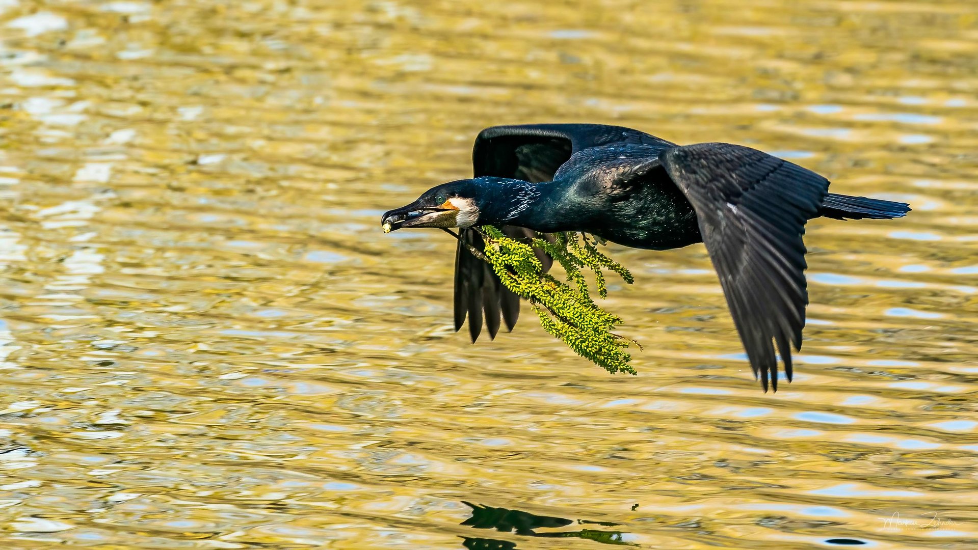 Kormoran mit Nistmaterial