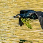 Kormoran mit Nistmaterial