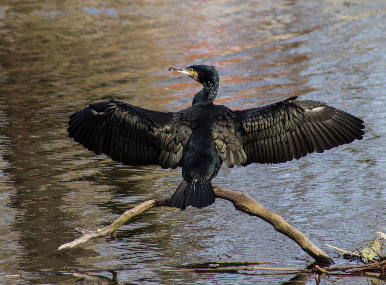 Kormoran mit offenen Flügeln