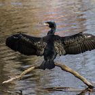 Kormoran mit offenen Flügeln