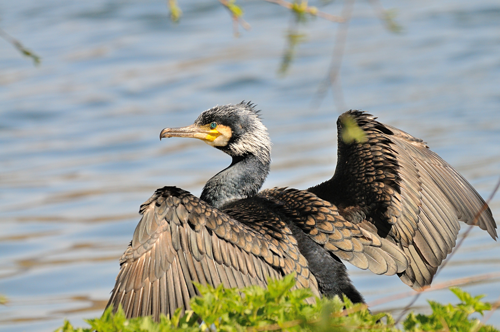 Kormoran mit Prachtkleid