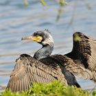 Kormoran mit Prachtkleid