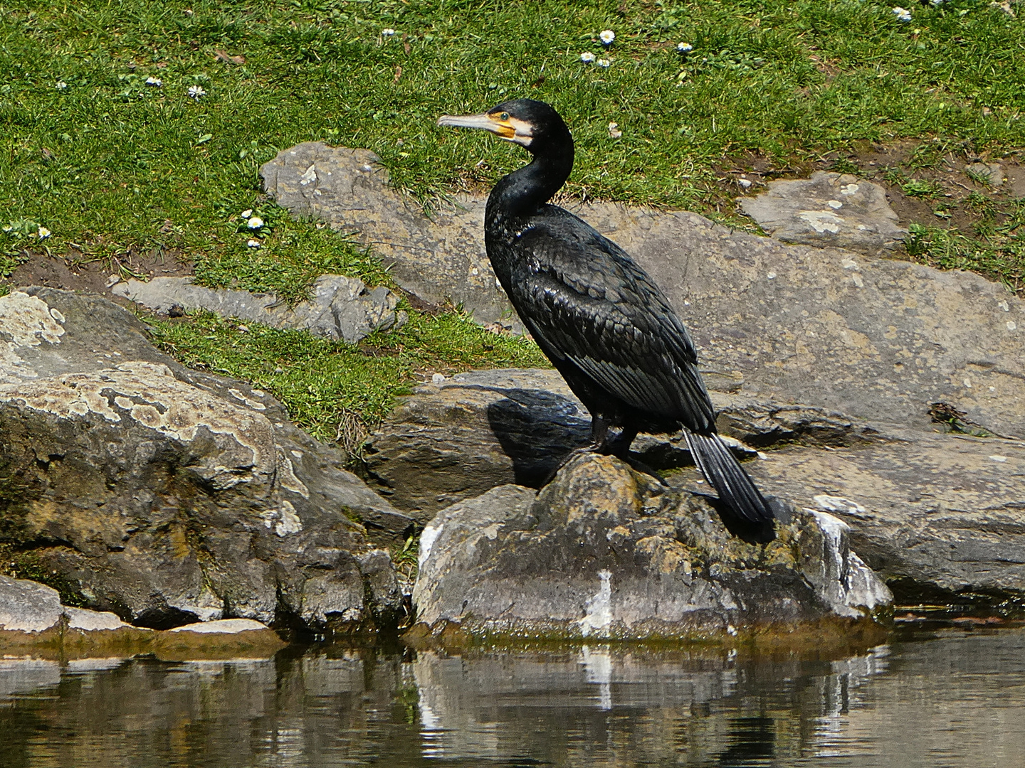 Kormoran mit Schatten