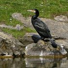 Kormoran mit Schatten