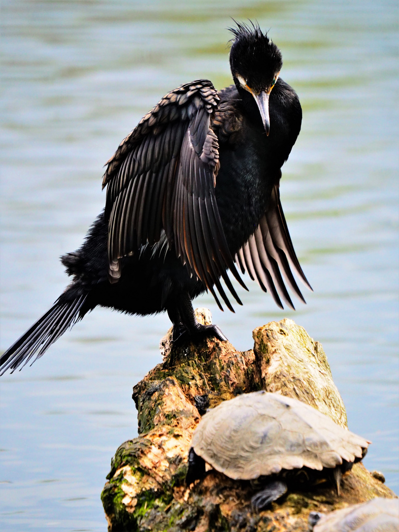 Kormoran mit Schlidkröte