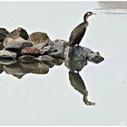 Kormoran mit seiner Spiegelung !