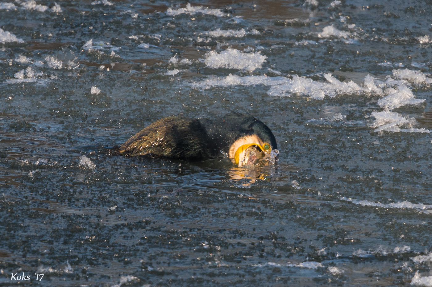 Kormoran mit Speiballen